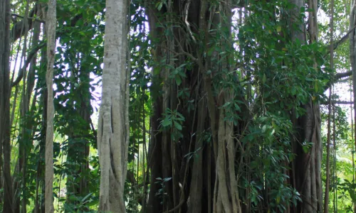 Historical Banyan Tree