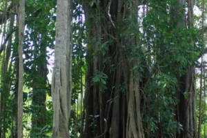 Banyan Tree